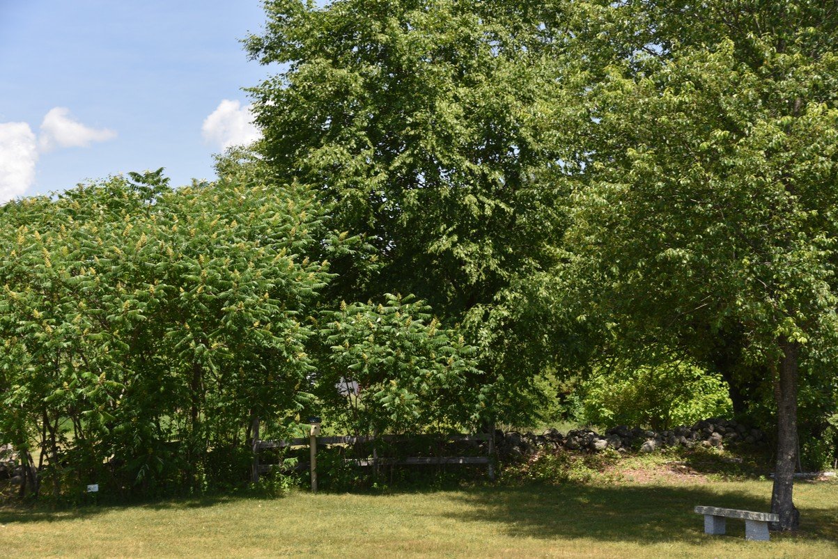 dsc_9606_fs.jpg