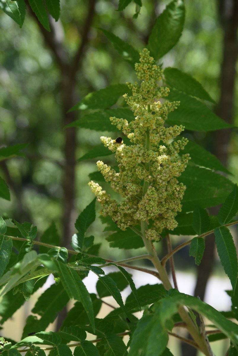 dsc_9627_fs.jpg