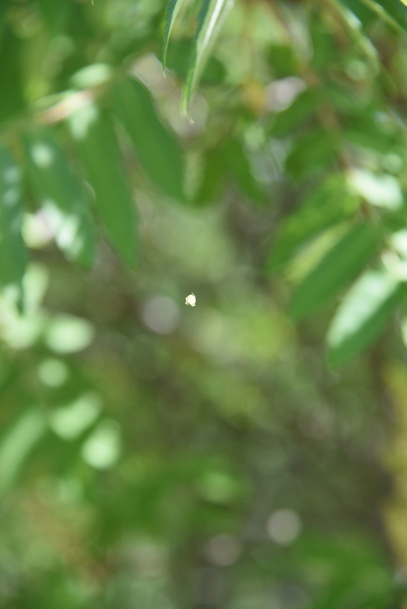 dsc_9628_fs.jpg
