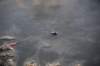 dsc_9783_fs_small.jpg