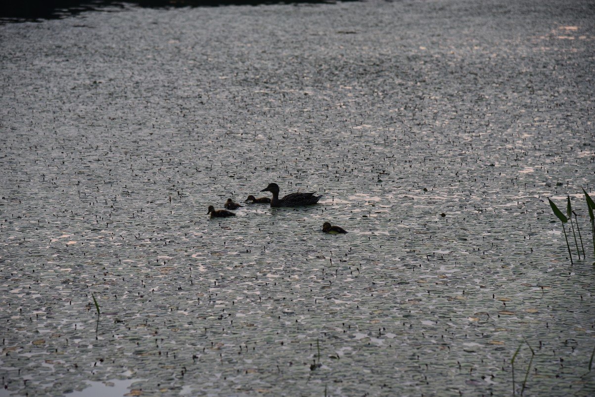 dsc_9791_fs.jpg