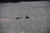 dsc_9792_fs_small.jpg