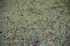 dsc_9808_fs_small.jpg
