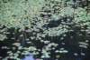 dsc_9809_fs_small.jpg