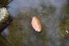 dsc_9816_fs_small.jpg