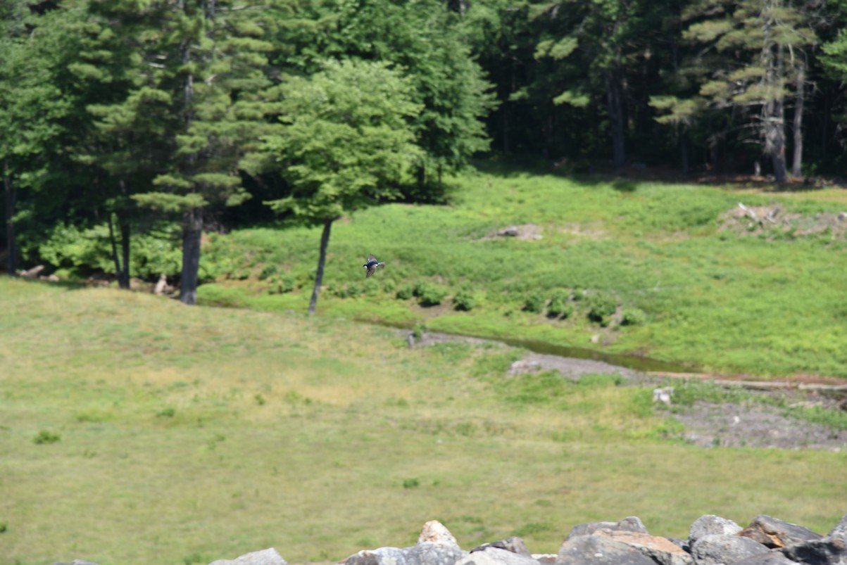 dsc_9859_fs.jpg