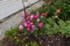 dsc_9997_fs_small.jpg