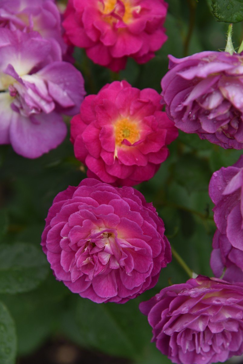 dsc_9998_fs.jpg