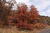 dsc_2615_fs_small.jpg