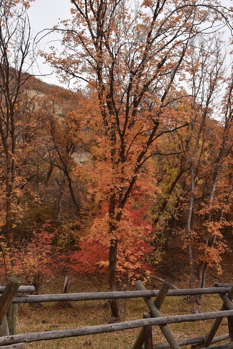 dsc_2682_fs.jpg