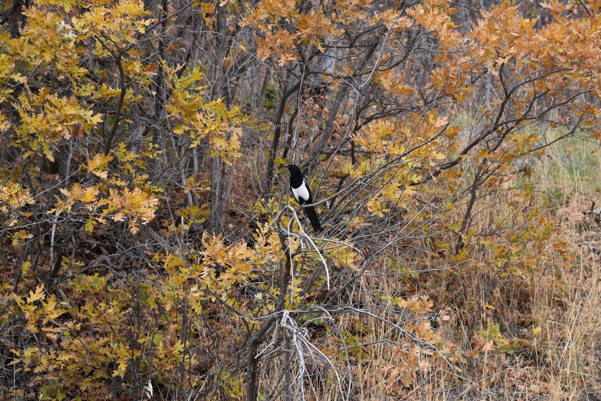 dsc_2694_fs.jpg