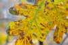 dsc_2882enhancedplus_fs_small.jpg