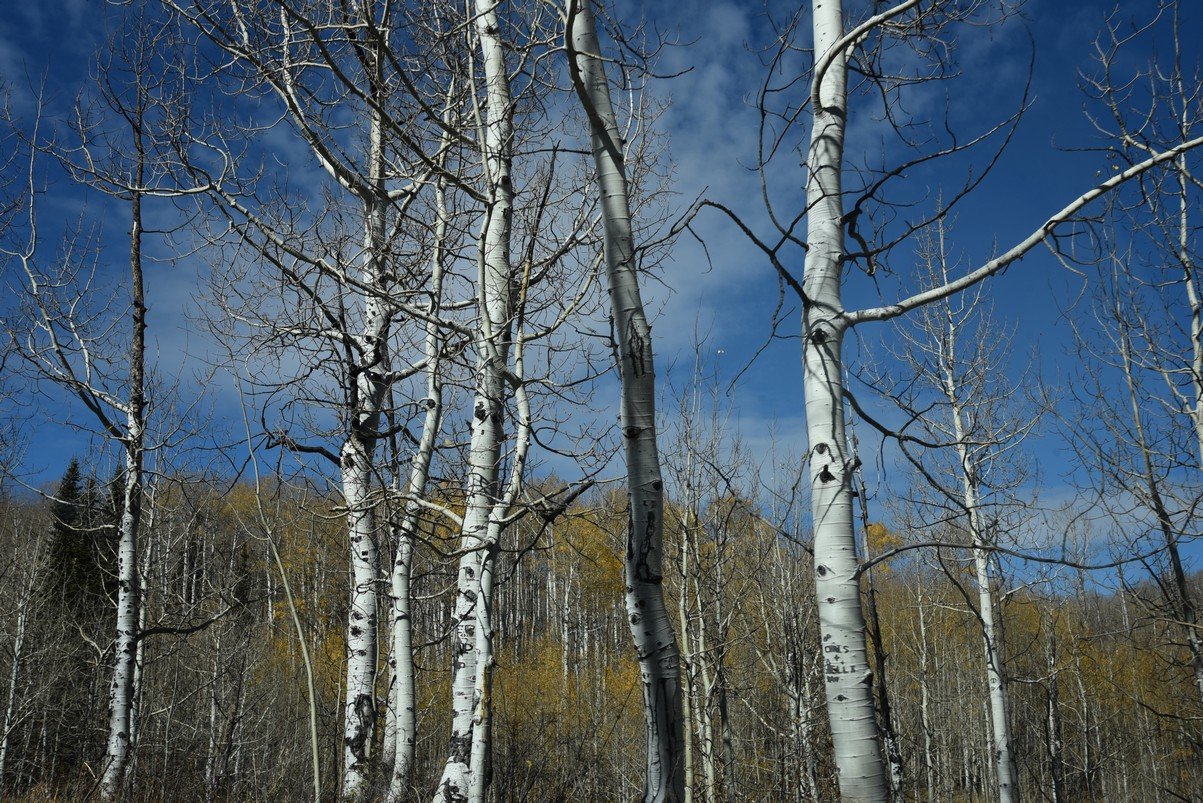 dsc_2917_fs.jpg
