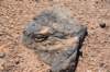 dsc_1180_fs_small.jpg