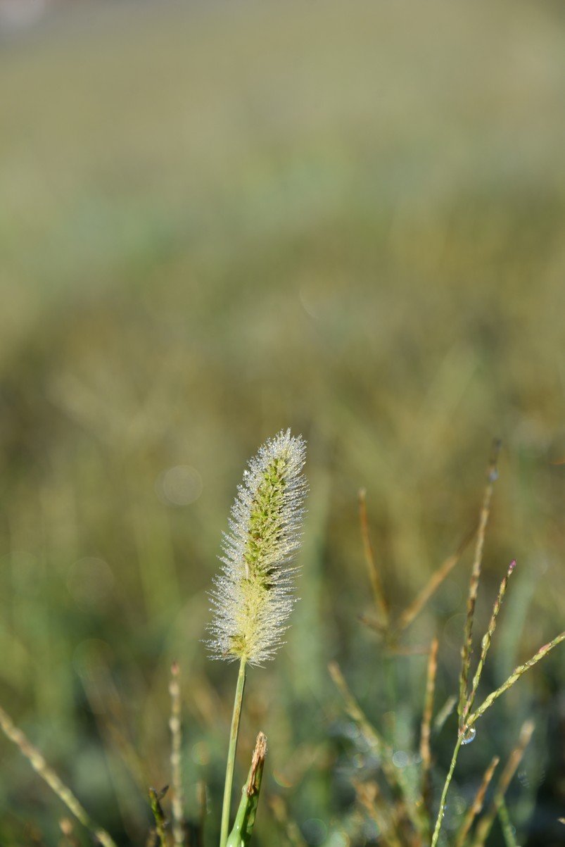 dsc_6730_fs.jpg