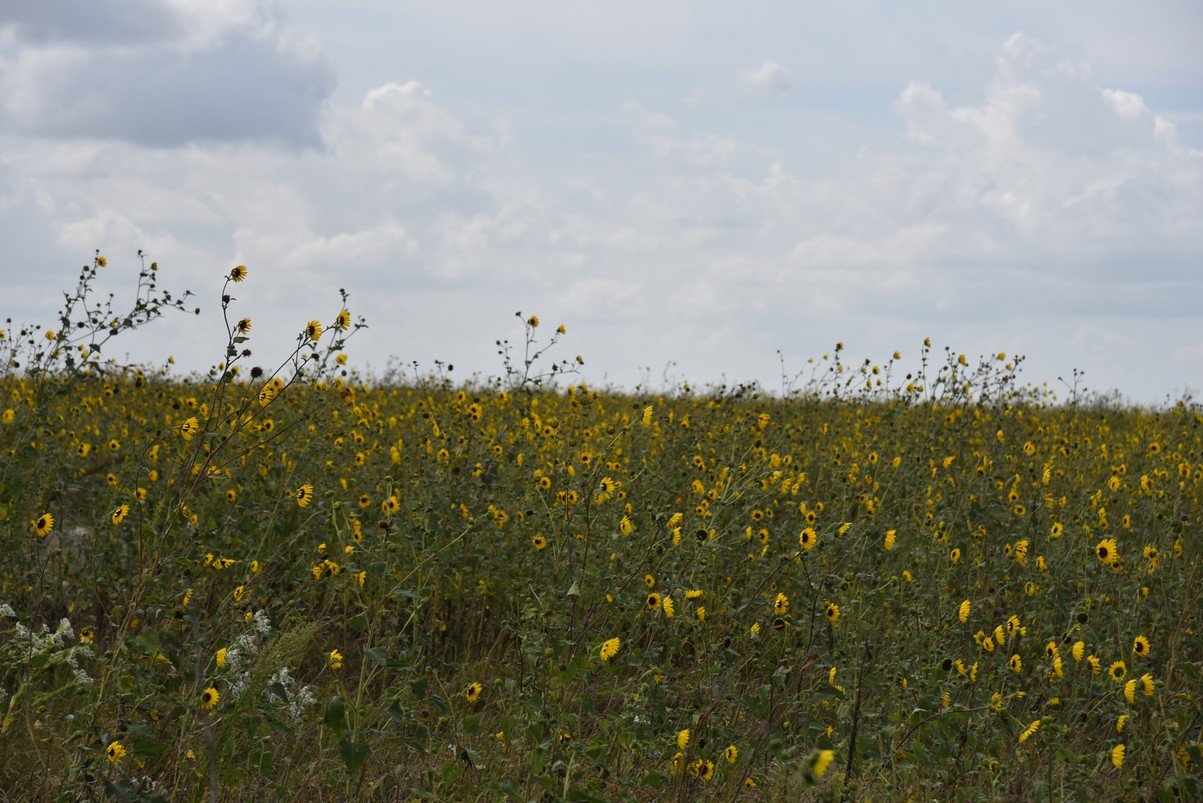 dsc_7772_fs.jpg