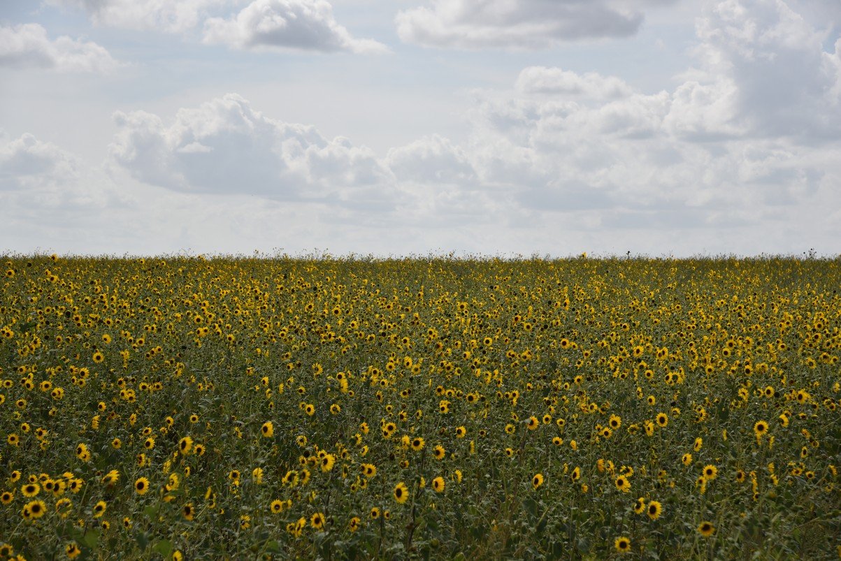 dsc_7847_fs.jpg