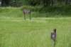 dsc_1745_small.jpg