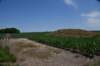 dsc_2123elkhornplantationmound_small.jpg