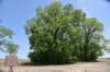 dsc_2130churupamound_small.jpg