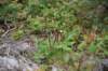 dsc_2468_fs_small.jpg