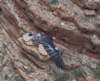 dsc_6840condor_fs_small.jpg
