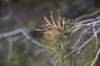 dsc_7701_fs_small.jpg