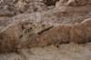 dsc_8743_fs_small.jpg