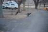 dsc_3885_fs_small.jpg