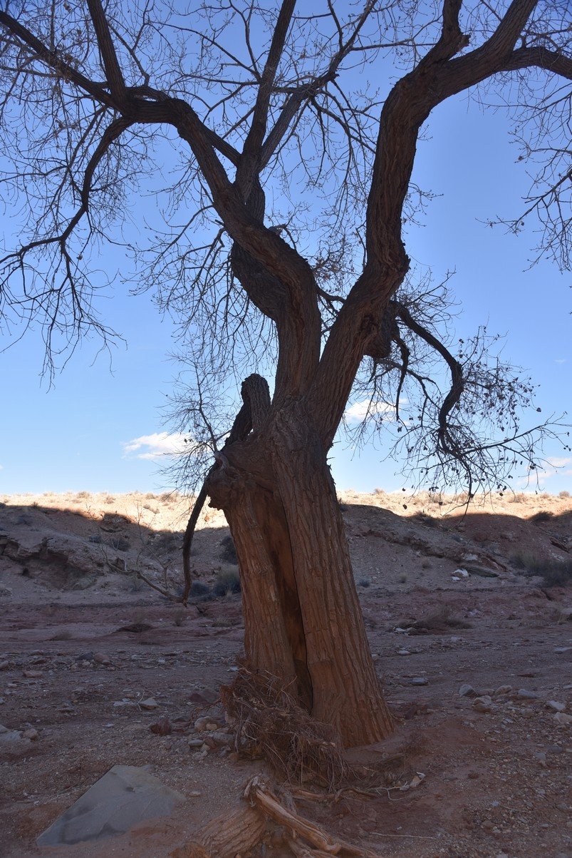 dsc_4203_fs.jpg