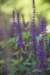 dsc_5764_fs_small.jpg
