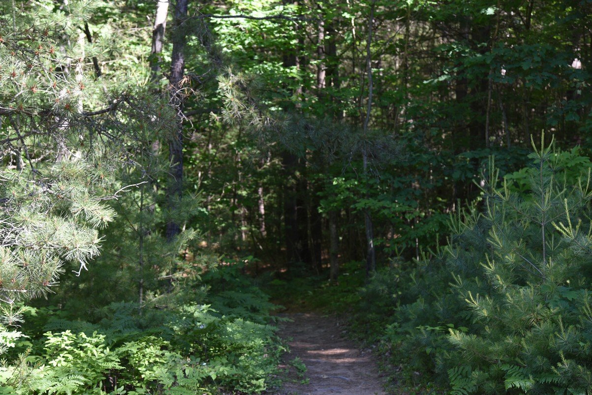 dsc_6210_fs.jpg