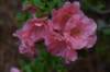 dsc_0638_fs_small.jpg