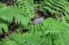 dsc_0662_fs_small.jpg