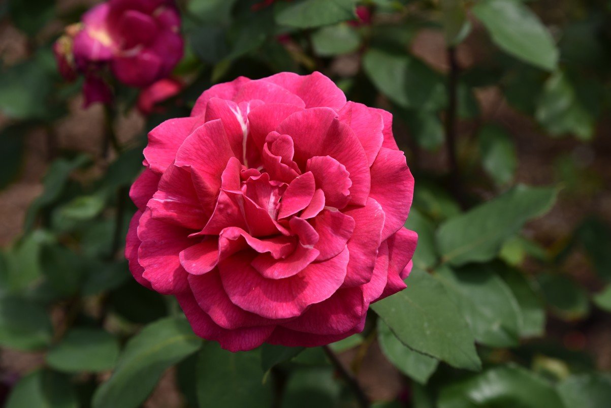 dsc_0725_fs.jpg