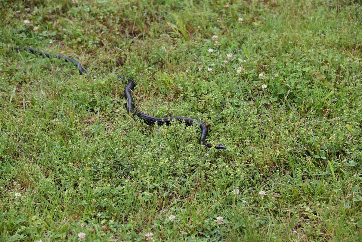 dsc_1274_fs.jpg