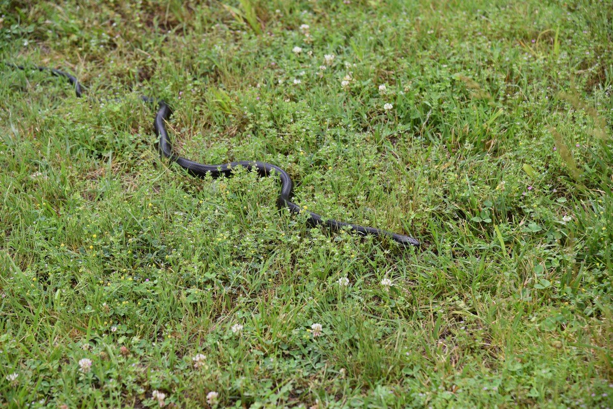 dsc_1275_fs.jpg