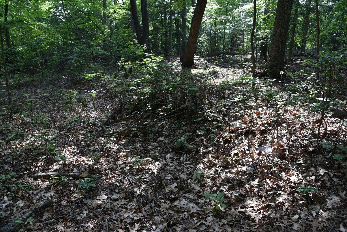 dsc_1470_fs.jpg