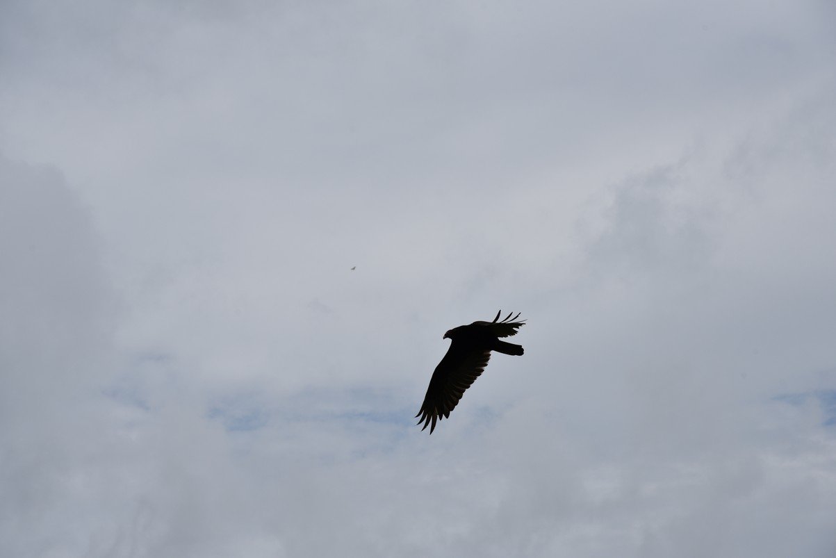 dsc_1776_fs.jpg