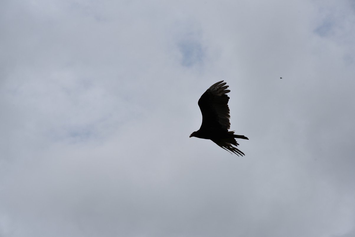 dsc_1777_fs.jpg