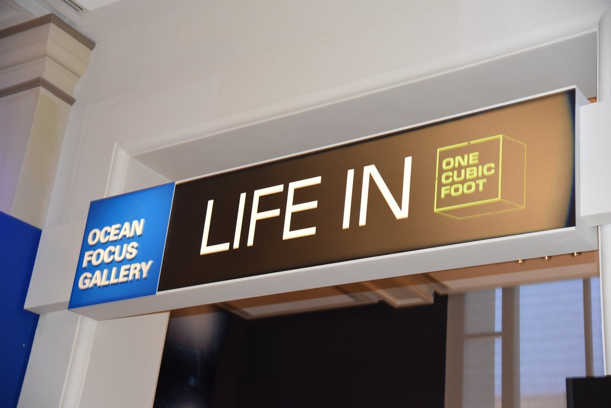 dsc_2086oceanfocusgallery.jpg