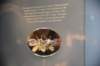 dsc_2177_fs_small.jpg