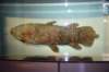 dsc_2511_fs_small.jpg