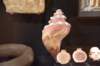 dsc_3565_fs_small.jpg