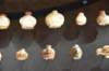 dsc_3620_fs_small.jpg