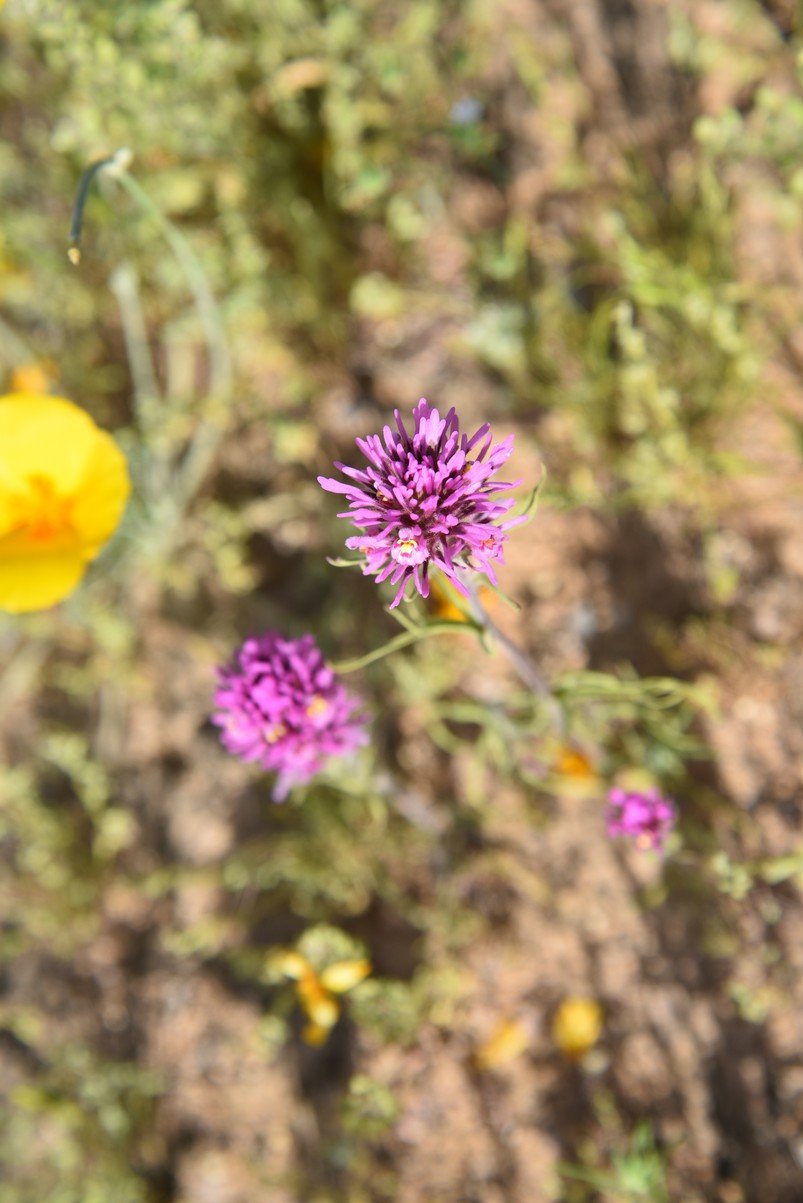 dsc_2124_fs.jpg