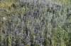dsc_2145_fs_small.jpg