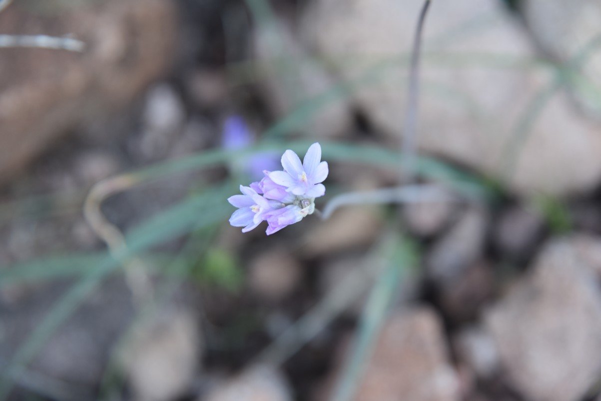 dsc_9302_fs.jpg