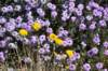 dsc_2979_fs_small.jpg
