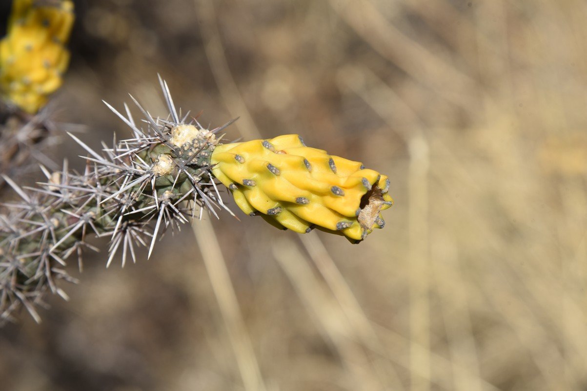 dsc_3231_fs.jpg